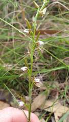 Prasophyllum brevilabre