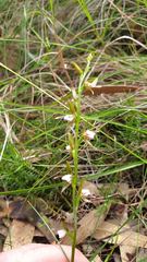 Prasophyllum brevilabre