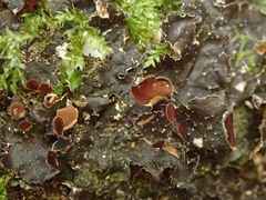 Nephroma rufum