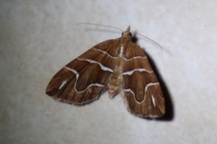 Chaetolopha leucophragma