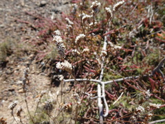 Limonium australe