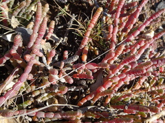 Tecticornia indica