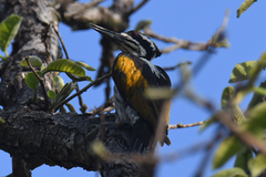 Chrysocolaptes festivus
