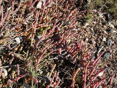 Tecticornia indica