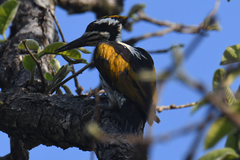 Chrysocolaptes festivus