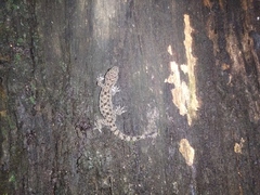 Hemidactylus