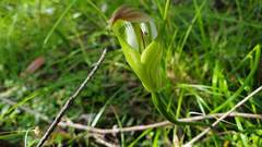 Pterostylis baptistii
