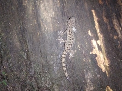 Hemidactylus
