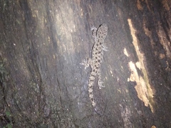 Hemidactylus