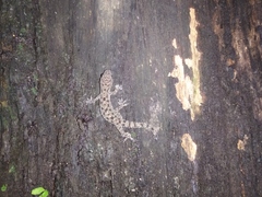 Hemidactylus