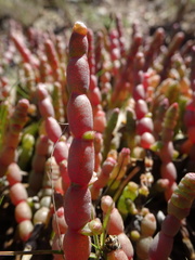 Tecticornia indica