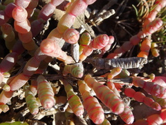 Tecticornia indica