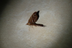 Chaetolopha leucophragma