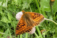 Boloria napaea