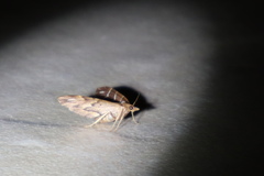 Chaetolopha leucophragma