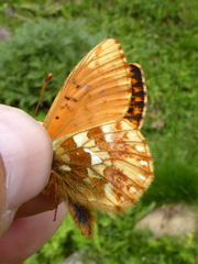 Boloria napaea