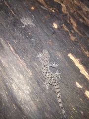 Hemidactylus