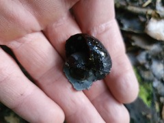 Powelliphanta annectens