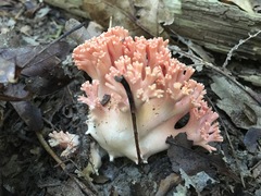 Ramaria subbotrytis