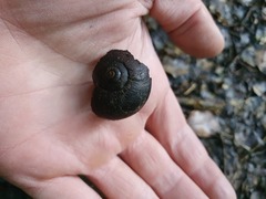 Powelliphanta annectens