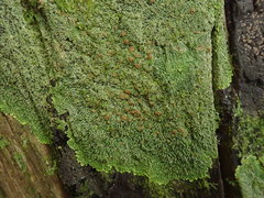 Pannaria pulverulacea