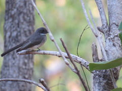 Rhipidura rufiventris