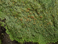 Pannaria pulverulacea