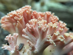 Ramaria subbotrytis