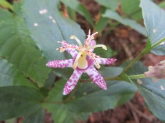 Tricyrtis affinis