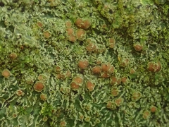 Pannaria pulverulacea