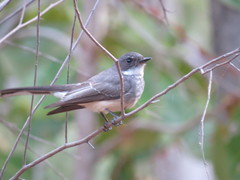 Rhipidura rufiventris