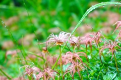 Geum pentapetalum