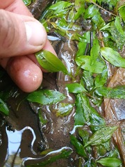 Potamogeton suboblongus