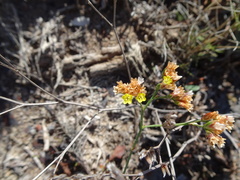 Limonium australe