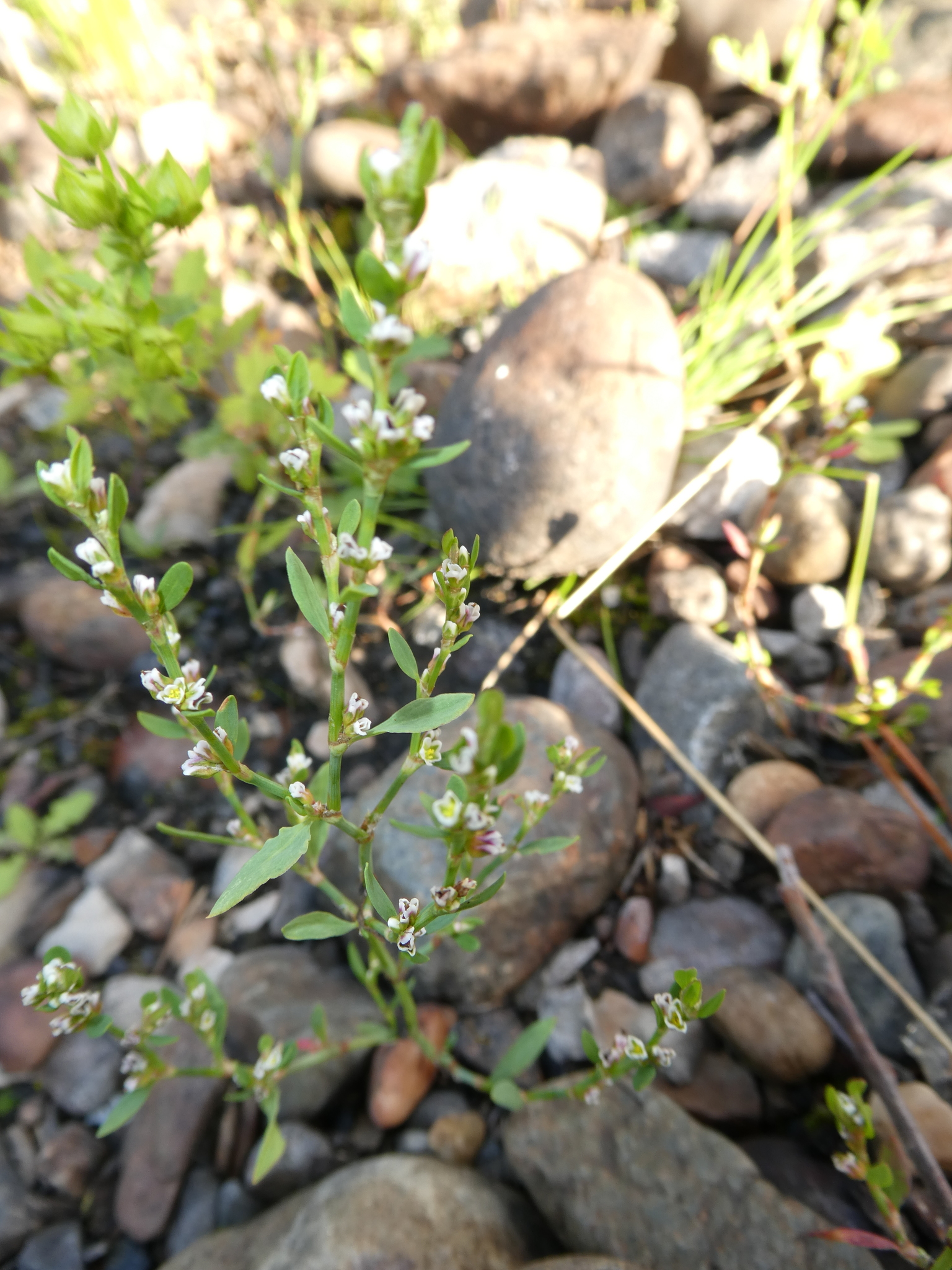 Polygonum aviculare ssp. neglectum