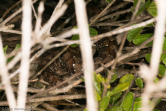 Agkistrodon russeolus