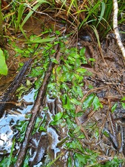 Potamogeton suboblongus