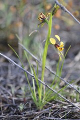 Diuris palustris