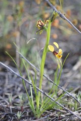 Diuris palustris