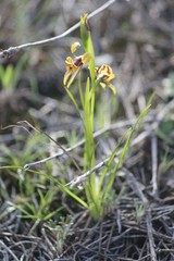 Diuris palustris