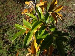Xylocarpus moluccensis