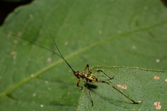 Phaneroptera nigroantennata