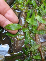 Potamogeton suboblongus