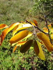 Xylocarpus moluccensis