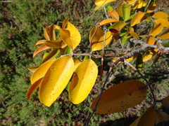 Xylocarpus moluccensis