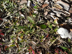 Vincetoxicum carnosum