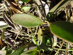 Vincetoxicum carnosum