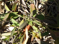 Vincetoxicum carnosum