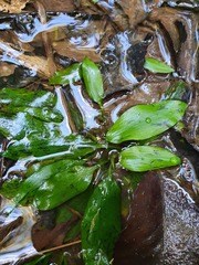 Potamogeton suboblongus