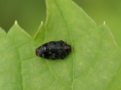 Brachys ovatus